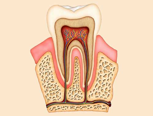 Root Canal Treatments